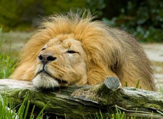 Debbie Marrin, Director of Training and Behavioral husbandry, San Francisco Zoo (Episode 6).