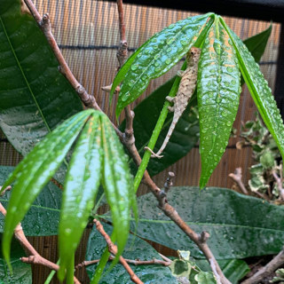 Chameleon Behavior as an Early Warning
