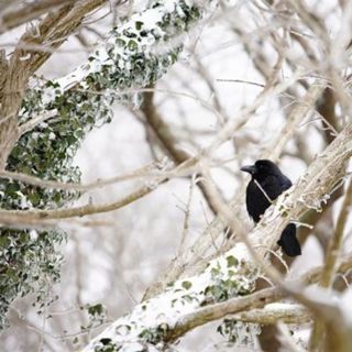 Blustery Forest Snow - 10 Hours Sleep Sound