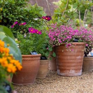 Heatwave survival guide for pots and powdery mildew mayhem