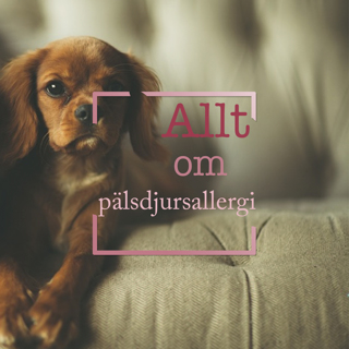 Allt om pälsdjursallergi