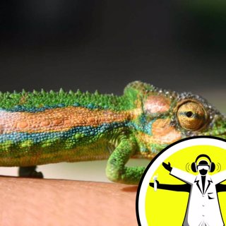 What Colour is a Dead Chameleon?