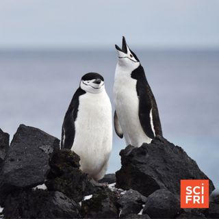 High Energy Cosmic Ray Detected | These Penguins Are The Masters Of Microsleeping