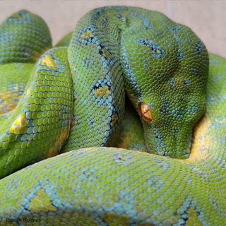 Green Tree Python Husbandry, part 1