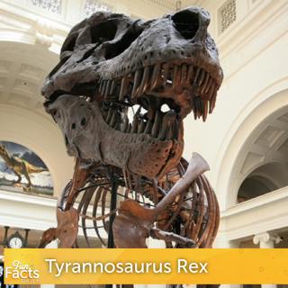 Fun Facts About Tyrannosaurus Rex