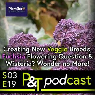 Creating New Vegetable Breeds, Fuchsia Flowering Question & Wisteria? Wonder no More!