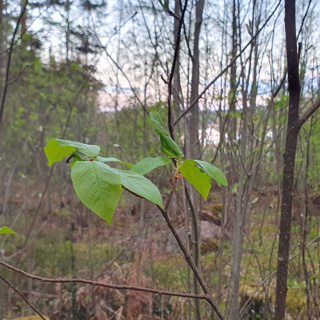 May Morning – Awakening Forest & Spring Symphony
