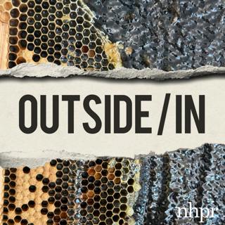 Did #savethebees get it wrong?