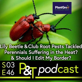 Lily Beetle & Club Root Qs, Perennials Suffering in the Heat? Plus, Should I Edit my Border?