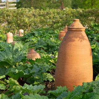 The Dark Art of Rhubarb