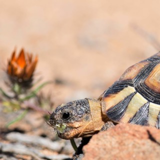 FE: Ken Thompson & Jurene Kemp: Daisies that close at night use colour to hide from herbivores