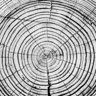 Changing seasons change tree growth, changing carbon sequestration by forests