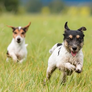 Rasspecial Terriers
