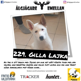 229. Gilla Lajka