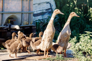 Audio Article: Keep Your Ducks in a Row