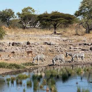 Waterholes in Namibia ©2025