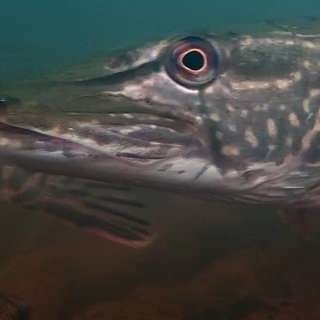 Rädda gädda vid Höga kusten och om att återställa natur