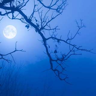 The Wild Cards Shoot the Moon