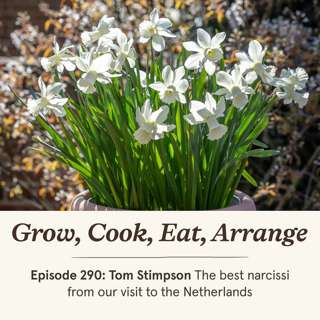 Tom Stimpson: The best narcissi from our visit to the Netherlands - Episode 290