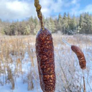 Episode 13: Phragmites (Native Vs. Non-Native), and Cat-Tails: the Typhaceae Family of Flowering Plants (Typha and Sparganium)