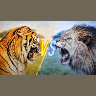 Tiger vs Lion: Ultimate Showdown