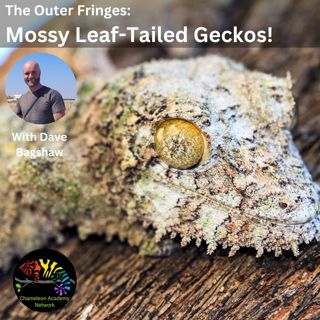 Mossy Leaf-tailed Geckos with Dave Bagshaw!