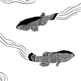 The Devil’s Hole Pupfish
