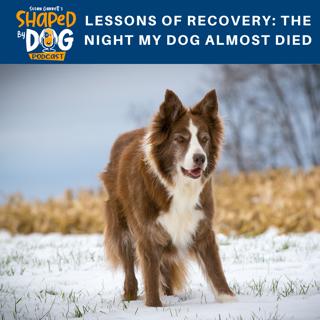 Lessons of Recovery: The Night My Dog Almost Died #61