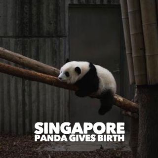 #223: Singapore Panda Gives Birth