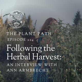 Following the Herbal Harvest: An Interview with Ann Armbrecht