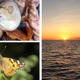 Höjdpunkter från Naturmorgonåret 2019