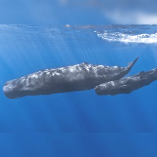 Voices from the Deep with Dr. Michelle Fournet and Dr. Ellen Garland