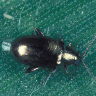 Infectious bacteria force host plants to feed them