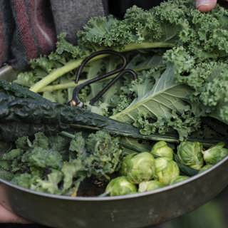 Svajiga hälsostudier, hotade söktjänster och robotarnas intåg på redaktionerna