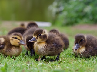 Audio Article: Birds of a Feather Incubate Together
