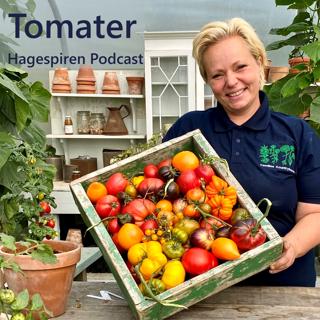 6/26: Tilbakeblikk - Tomater med Camilla Fredriksen