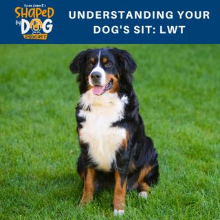 Understanding Your Dog's Sit: LWT #85