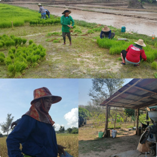 The important role that farming plays to Thailands economy