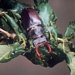 Summer SOS: holiday-proof your garden, midsummer planting guide, a giant bug hunt