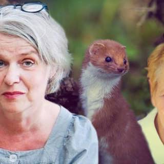 Essäismer: Annie Dillards blick kan fälla skogar
