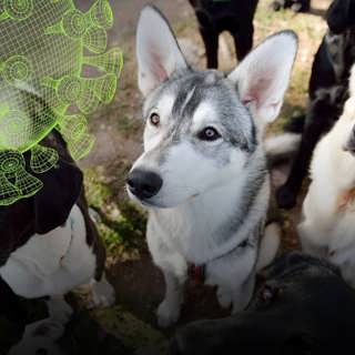 Sällskapsdjur som smittspridare – Vetenskapsradions coronaspecial