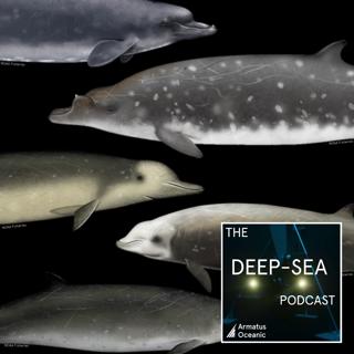 Deep diving whales with Nicola Quick