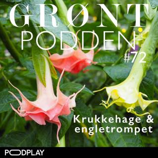 #72 Krukkehage & engletrompet