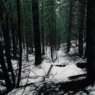 122: Douglas Fir Tree Ears On A Rainy Winter Night- Part 2