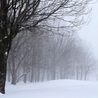Forest Wind and Snow: Winter ASMR - 10 Hours Sleep Sound