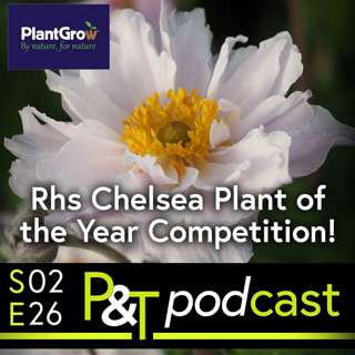 RHS Chelsea Plant of the Year Competition & Why Pruning Roses Hard Now Could Mean Amazing Blooms