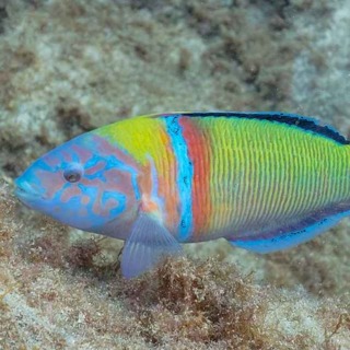 Facts: The Ornate Wrasse