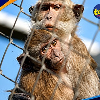 446 macaques saisis à Jin Fei en 2023 : Hammerhead réclame Rs 50M de dommages à un manager de Bioculture