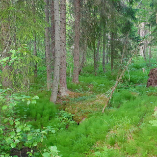 Relaxing Forest Soundscape