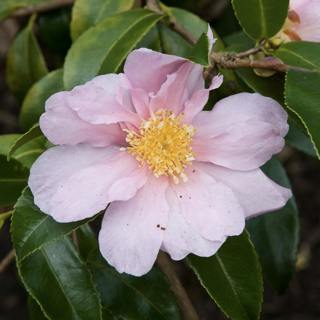Winter-Flowering Camellias, Cold Weather Inspiration, and Gardening Questions Answered